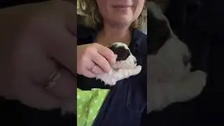 Lagotto Romagnolo Therapie Allergiker Assistenz Schul Dogs 🐾 www.svenjabergmann.com