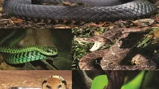 top most 5 snakes in africa||Most Dangerous Venomous Snakes In Africa
