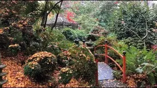 Forest Glade Garden *V03*