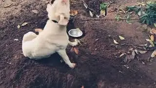 animal lover ❤️ animal lover whatsapp status 💕 dog 🐶 cute dog 😍 dog sound 🎵 dog status #shorts #dog