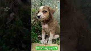 please help streat dog 🐶🐕🐕#views #pets #viral #shorts
