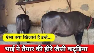 क्या क्या डाला जाता हैं इनको फीड में | Murrah Buffalo Farm In Haryana | #shorts #murrah #gold #dairy