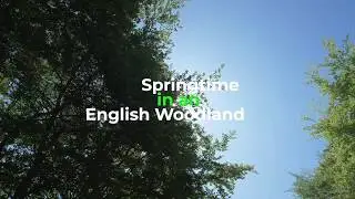Springtime in an English Woodland