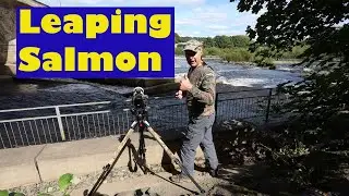 WILDLIFE PHOTOGRAPHY : How to photograph Leaping Salmon