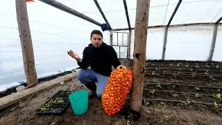 ESTE CEAPA VERDE PROFITABILĂ ?