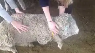 Sheep Handling with Gambrel Restraint