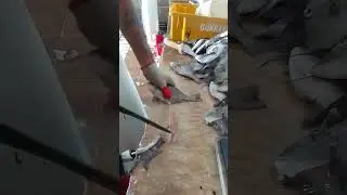 limpeza de pero&aacute; ou peixe porco .