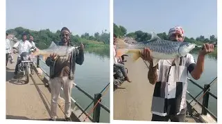 महाशीर मछली का शिकार बिग साइज़। Yellowfin Mahseer Fish catch in river !