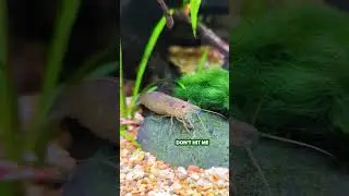 Hero Guppy VS Amano Shrimp Bully - ULTIMATE Tank Showdown!