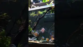Beautifull Discus fish tank setup 😍