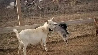 Hoofing around