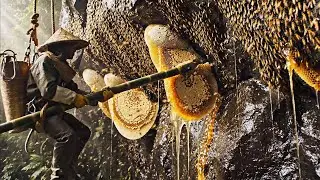 Honey Hunter Searching for Wild Honey on the Mountain | Picking Juicy Wild Honey