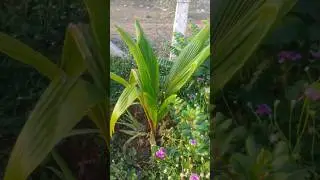 Unique flower bed 🌷🌺 My garden tour 🏡