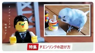 [Budgerigar News] How to play chain ring