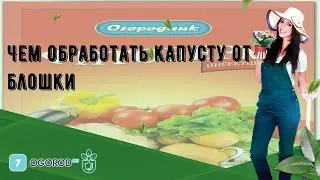 Чем обработать капусту от блошки