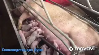 Oxytocin!Будьте осторожны с применением!