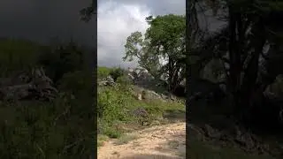 Mother zebra foils leopard&rsquo;s hunt! #shorts #gotyourback #safari #leopard