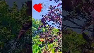 IMPOSSIBLE LOVE💔🫩#joansebastian🇲🇽❤️&zwj;🔥#celye1304#butterflies#impossiblelove❤️&zwj;🩹#lovesongs