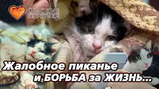 Жалобное пиканье и БОРЬБА за ЖИЗНЬ... | Фисташка