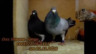 Das beste vom besten Figo Bosua 2016