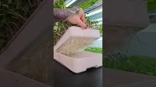 Beautiful Microgreen Roots | Soilless Growing | Hydroponics  #gardening #garden #growyourownfood