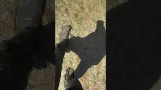 Muddy socks