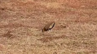 Indian courser busy feeding, not bothered about our presence at grasslands of Bhigwan, Maharashtra 