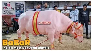 India's Most Beautiful Buffalo in Mumbai | White Buffalo | Albino Buffalo | STAR GOATS FARM Asif STD