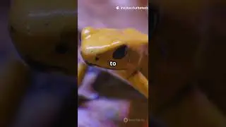 The Golden Poison Frog: Tiny but Lethal