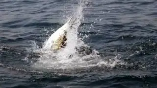 Miami Big Game Fishing Rods