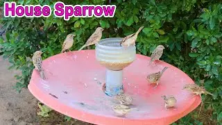 house sparrow call, sparrow sound to attract, Call of a House Sparrow
