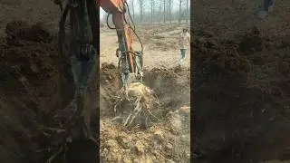 Powerful Excavator Digging Deep | Tree Root Removal | Heavy Machinery Work