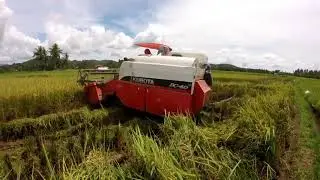 HARVESTING RICE USING NEW INVENTION RICE HARVESTER I KUBOTA DC - 60