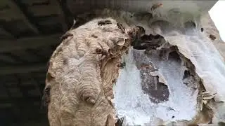 Nid de frelons asiatiques dans un nichoir &agrave; oiseau. 