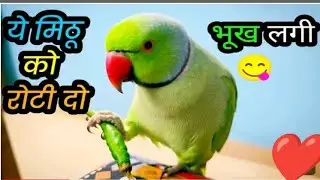 Ye mummy Mithu Ko bhukh lagi roti do 😱 unbelievable sound Ringneck Parrot 🦜// मम्मी ये मम्मी 🦜 को र