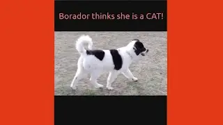 My Borador Puppy dog thinks it' a CAT!😺 Cute Puppy Video