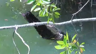 Wildlife :  Pasir Ris Park, mangrove forest boardwalk