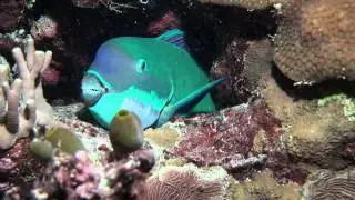 Stephead Parrot Fish sleeping and making mucous sac 2
