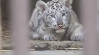 2021.5.23 宇都宮動物園☆ホワイトタイガーのシラナミちゃんと赤ちゃん_01