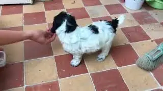 Poppies puppies- Lilly the 7 week old black and white Cockapoo puppy learns to sit