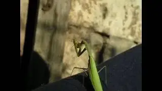 Praying mantis eats Nezara viridula