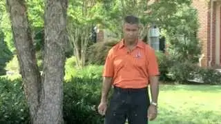 Tree Removal