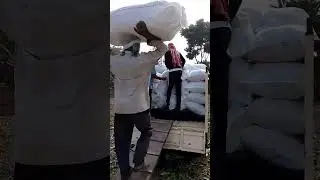 Corn Silage All West Bengal Delivery. 9064620329 #ytshorts#shorts #silage2024