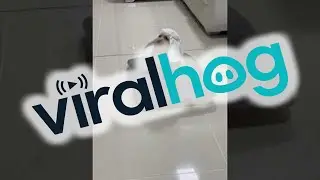 Pompous Puppy Patrols on Roomba || ViralHog