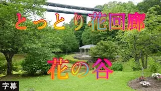 アジサイの咲く頃 6月23日 金曜 曇り時々晴れ 梅雨 ゆりの香り とっとり花回廊 花の谷 日本 鳥取県西伯郡南部町鶴田 とっとり花回廊 @WalkingYoshi
