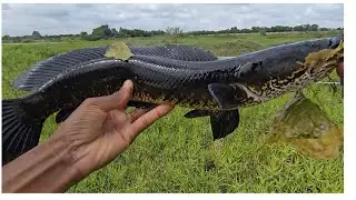 Amazing snakehead fishing with frog lure @ Fishing with surya