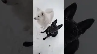 просто идёт 😅  #cat #dog #pets #live #life #жизнь #rils #love #юмор #прикол #humor #funny