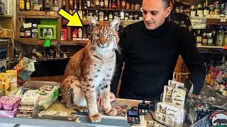 This Bobcat Greets Customers at the Counter&mdash;And Wait Till You See What He Does for a Tip!