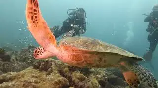 Eco Dive School Sal Kap Verde
