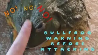 Angry African Bullfrog 🐸